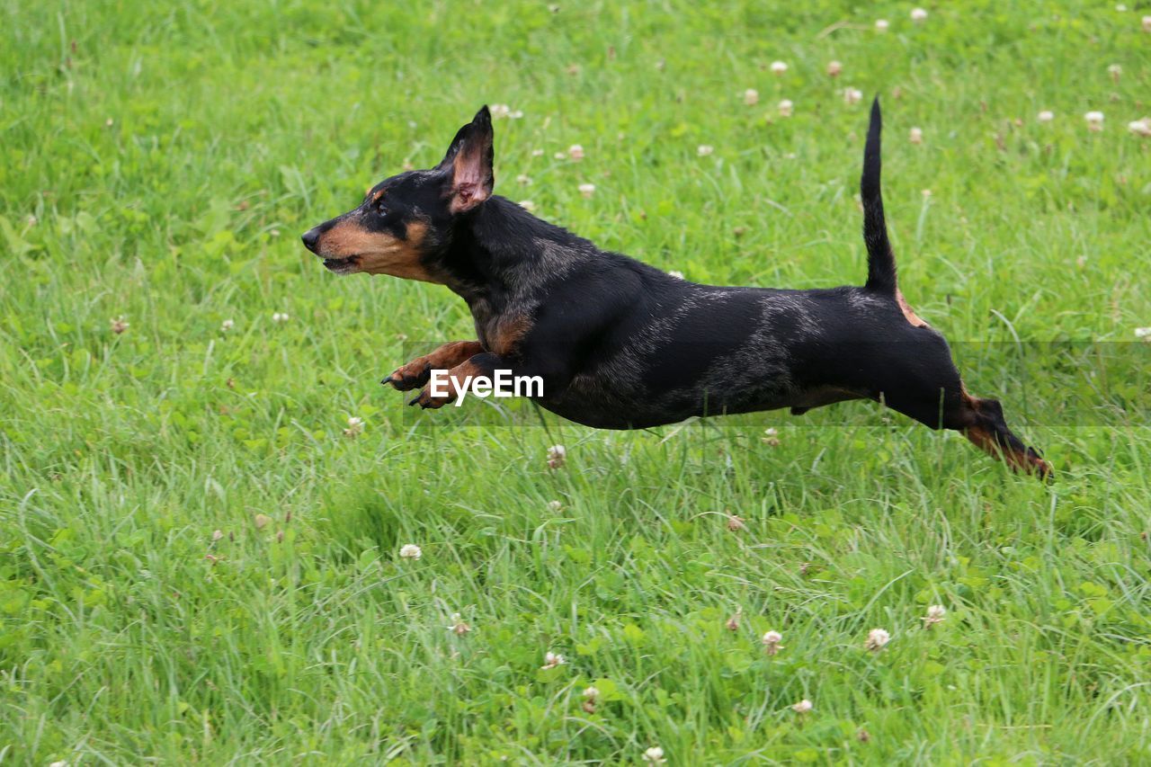 BLACK DOG IN GREEN GRASS