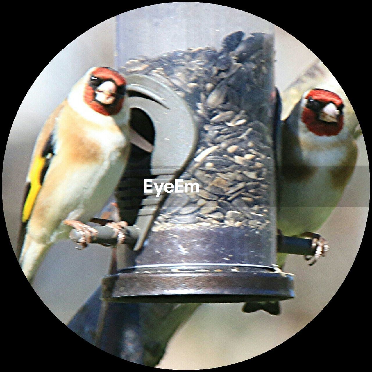 Close-up of birds perching on feeder