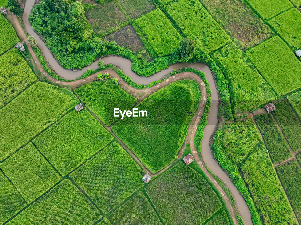 Aerial view of lush green rice field with small winding canal. sustainable agriculture landscape.