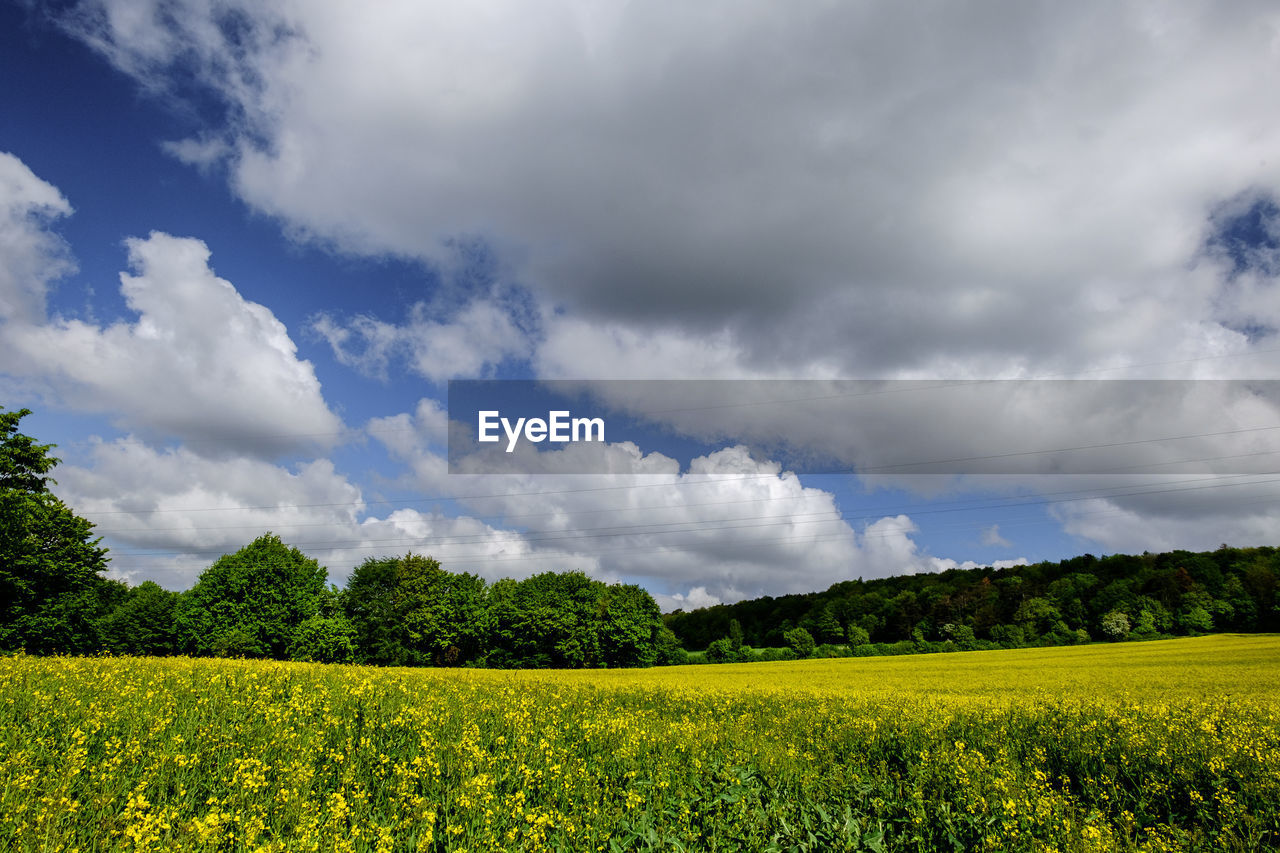 Scenic view of field against sky