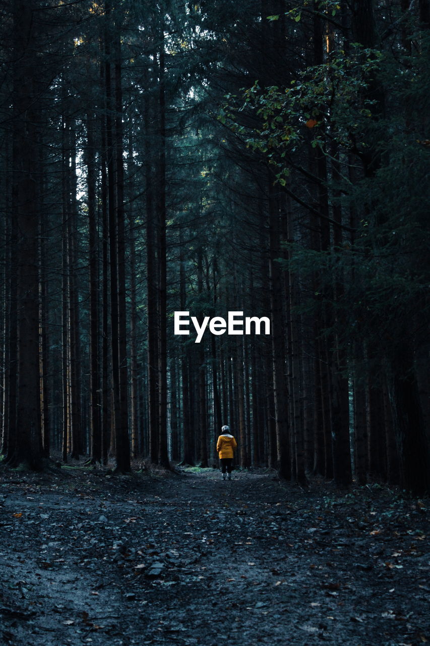 Person amidst trees in forest