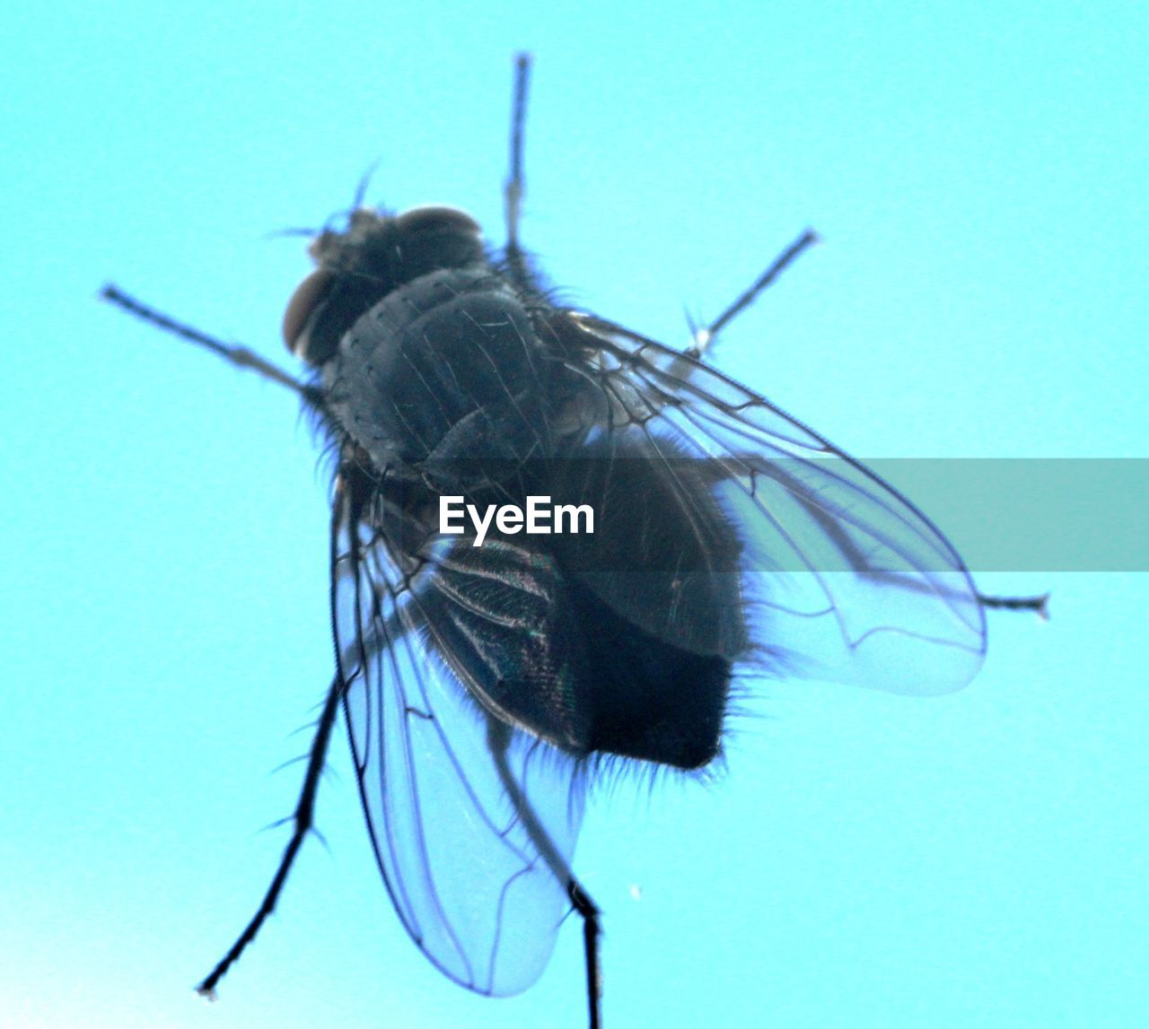 Close-up of housefly on glass against sky