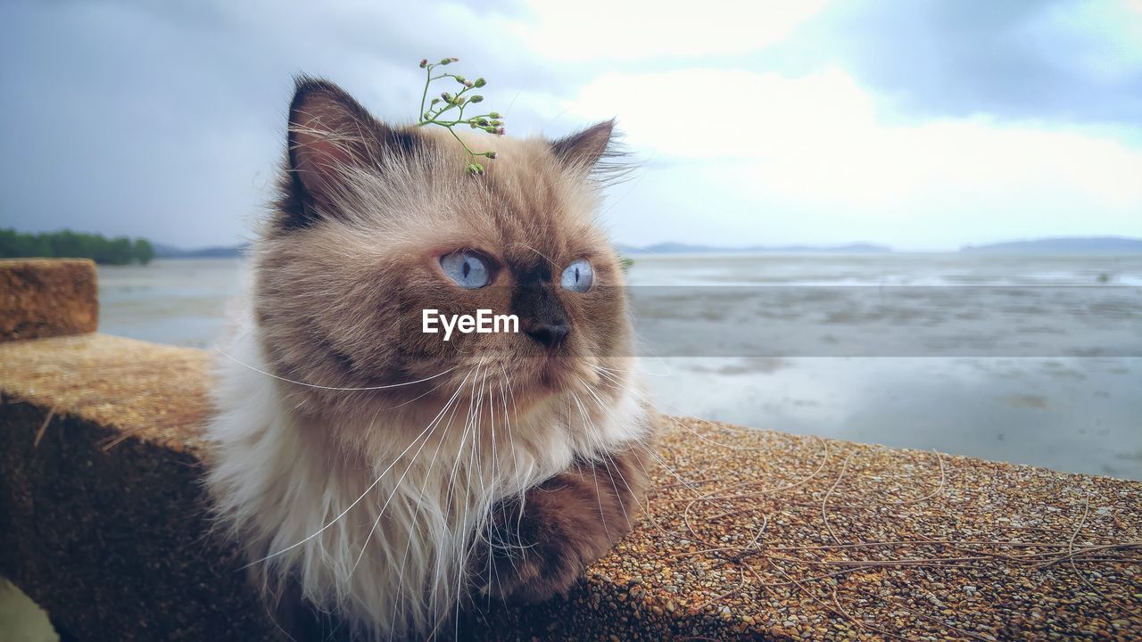 Cat looking away against sea