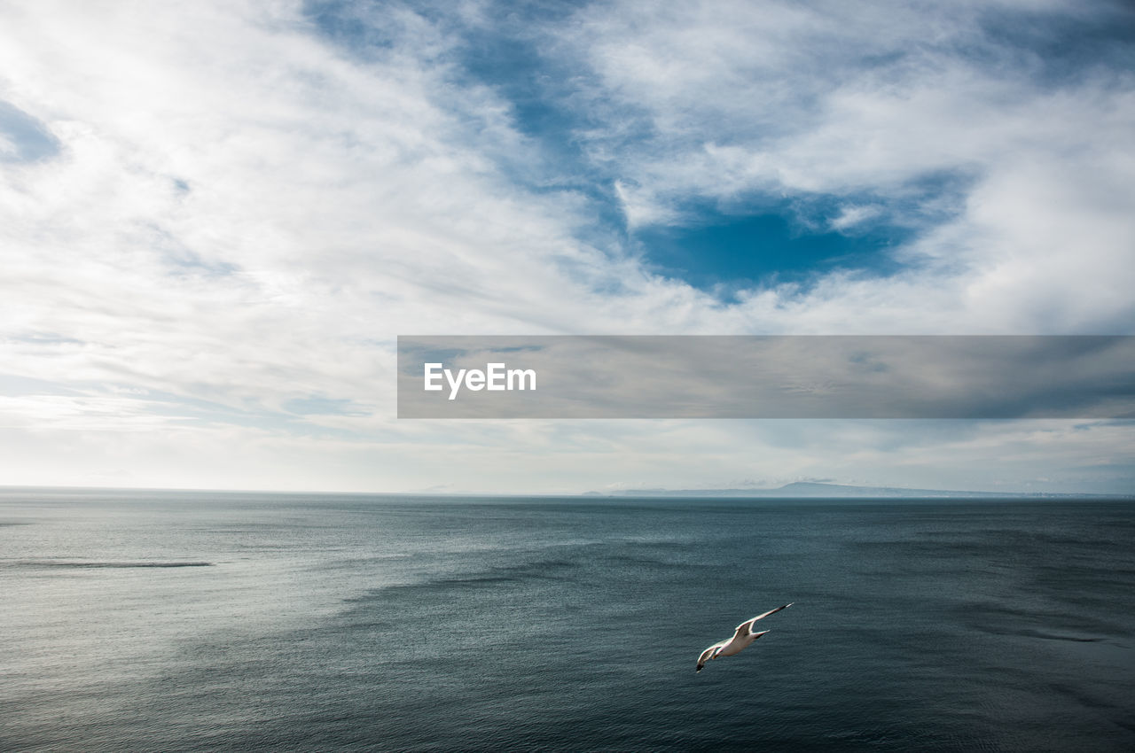 Seagull flying over sea against sky