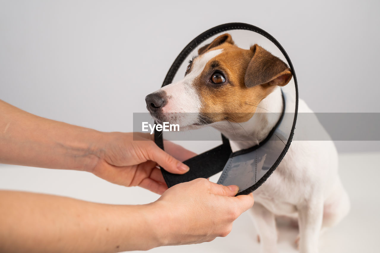 Cropped hand with dog against white background