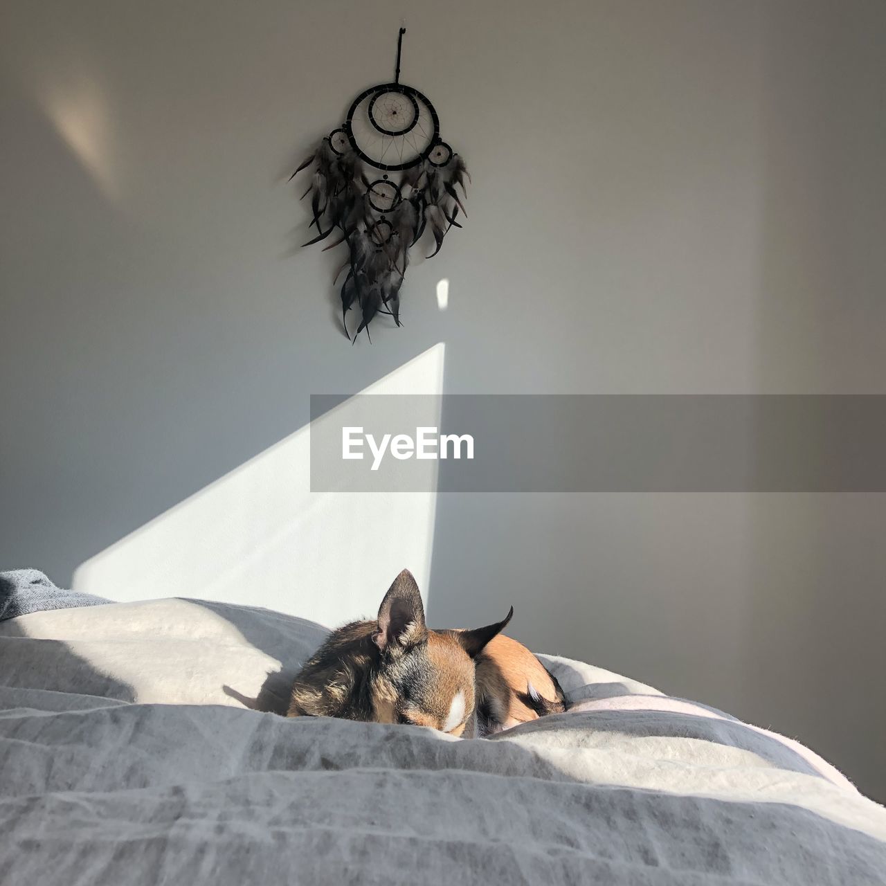 Dog sleeping on bed against dreamcatcher hanging on wall