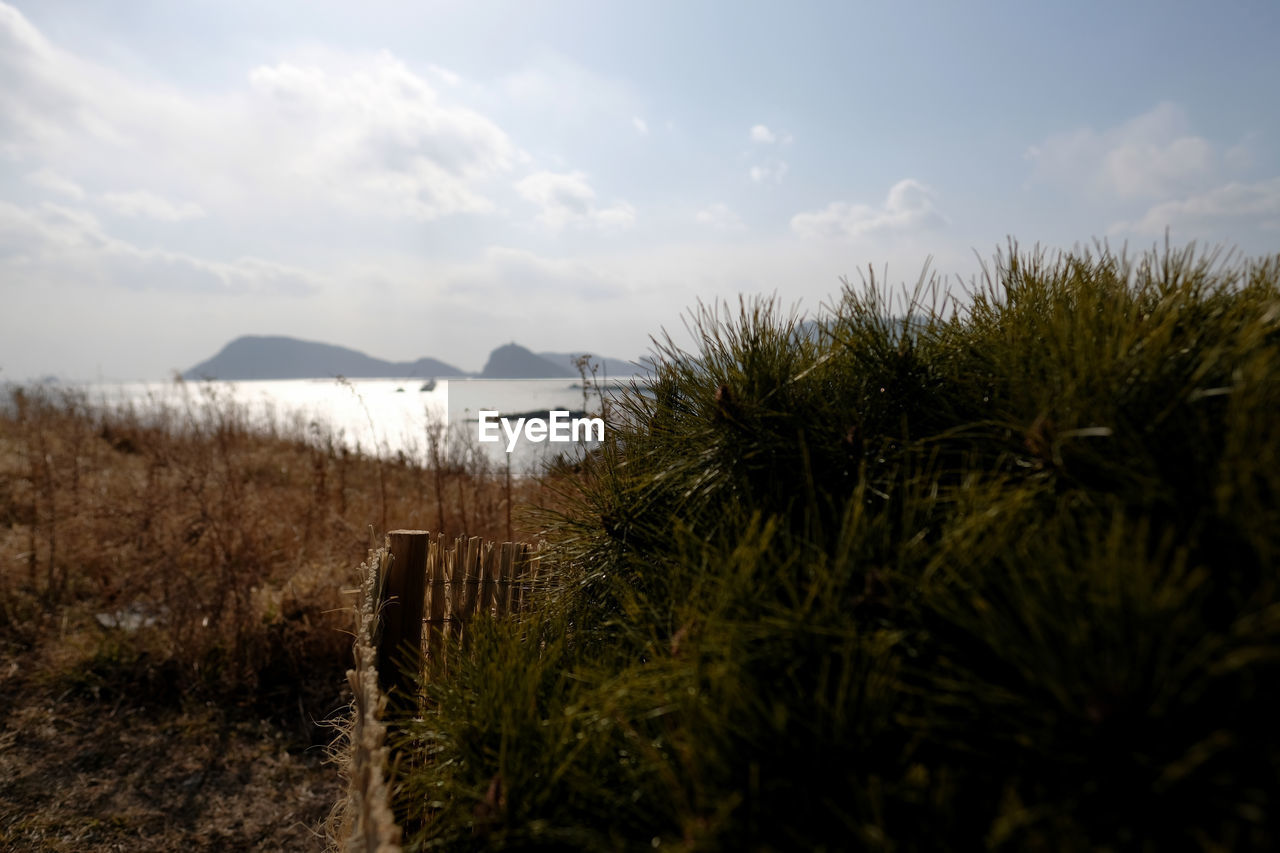 PLANTS GROWING ON LAND AGAINST SEA