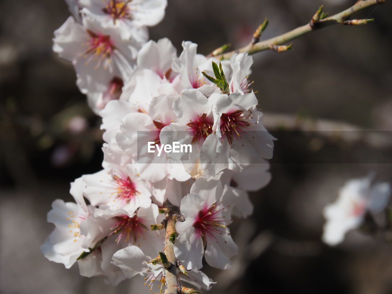 Close-up of white almond blossom