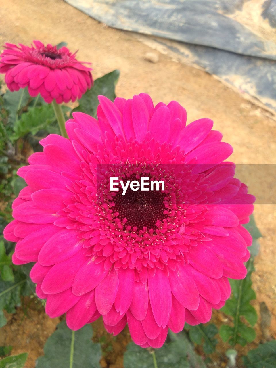 HIGH ANGLE VIEW OF PINK FLOWER