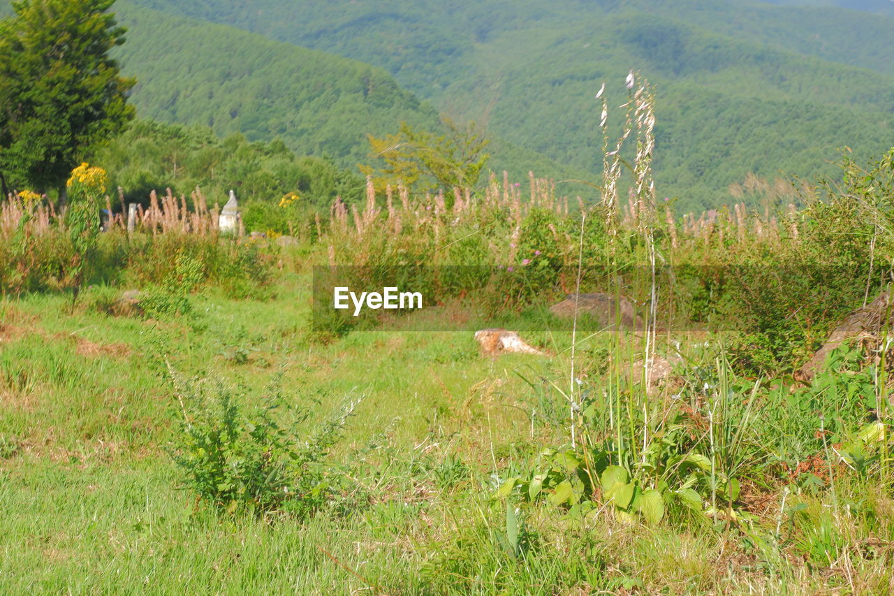 SCENIC VIEW OF FIELD