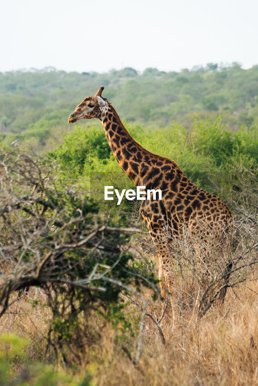 SIDE VIEW OF A GIRAFFE IN A FIELD