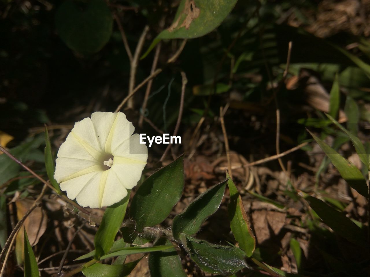 CLOSE-UP OF BLOOMING OUTDOORS