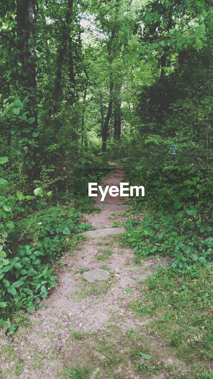 PATHWAY ALONG TREES IN FOREST