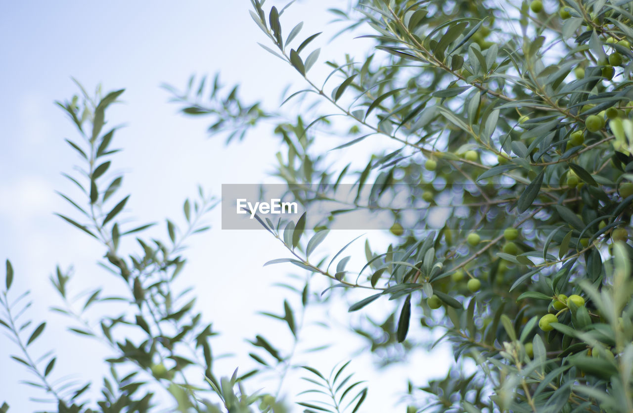 Branches of an olive tree with green leaves and green olives against a blue sky. copy space for text