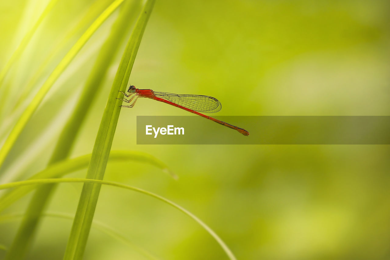 CLOSE-UP OF INSECT ON PLANT