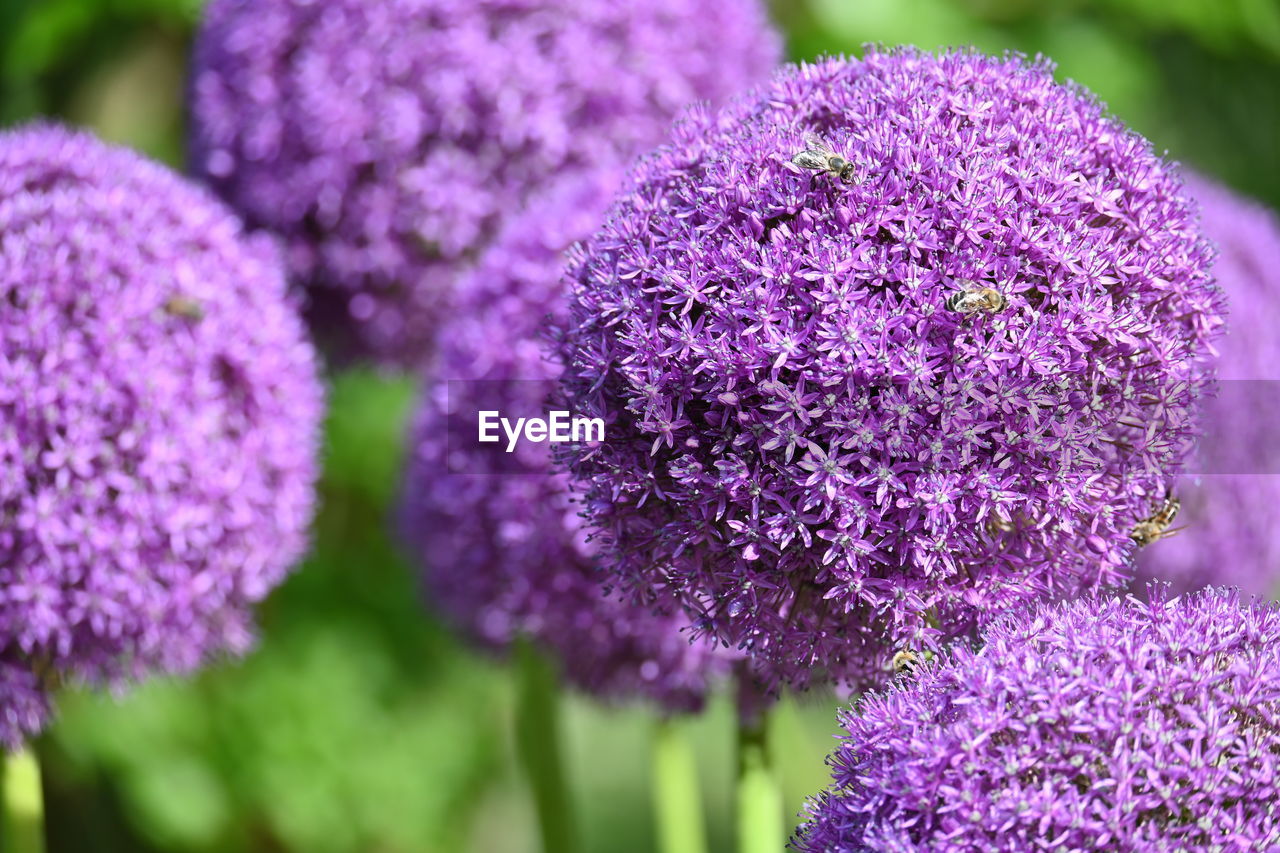 purple, flower, flowering plant, plant, freshness, nature, beauty in nature, close-up, lilac, vegetable, food and drink, food, growth, no people, inflorescence, macro photography, botany, outdoors, flower head, focus on foreground, selective focus, blossom, garden, petal, fragility