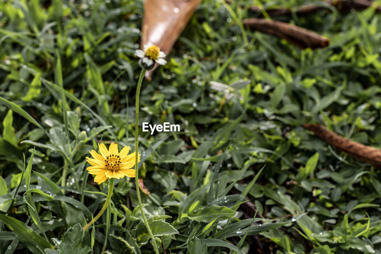 HIGH ANGLE VIEW OF YELLOW FLOWERING PLANTS ON LAND