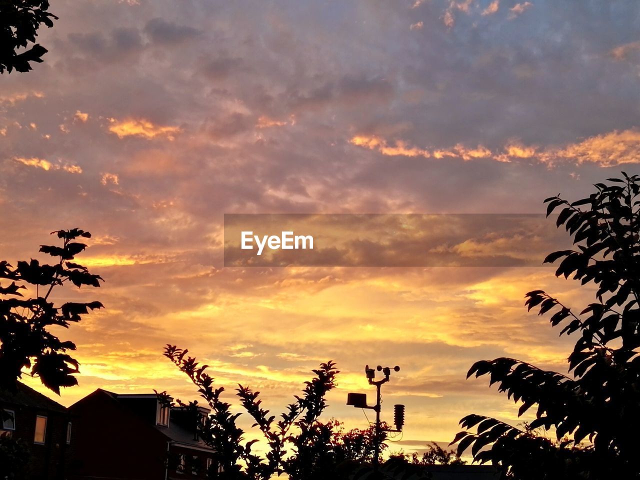 SILHOUETTE OF TREES AT SUNSET