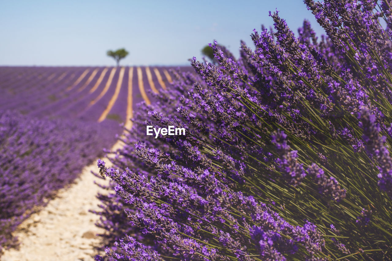 Purple flowering plants on field