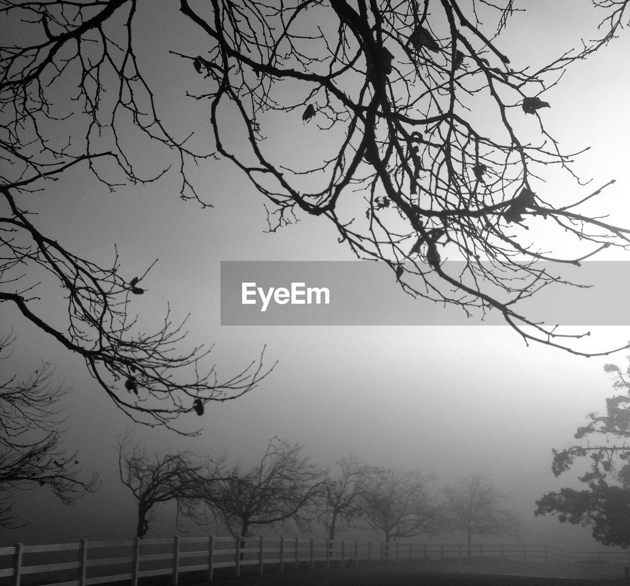 View of rail fence in misty morning