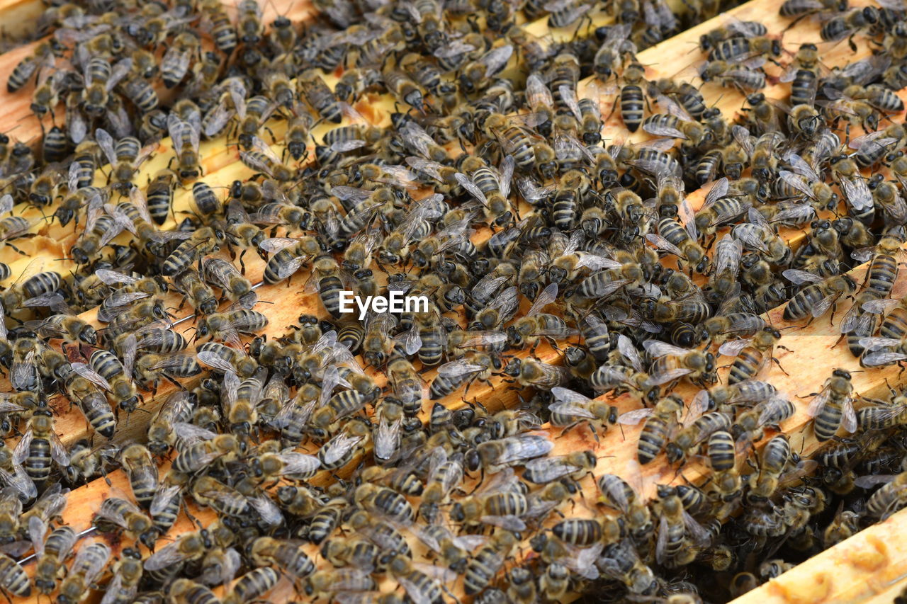 HIGH ANGLE VIEW OF BEE ON LEAF