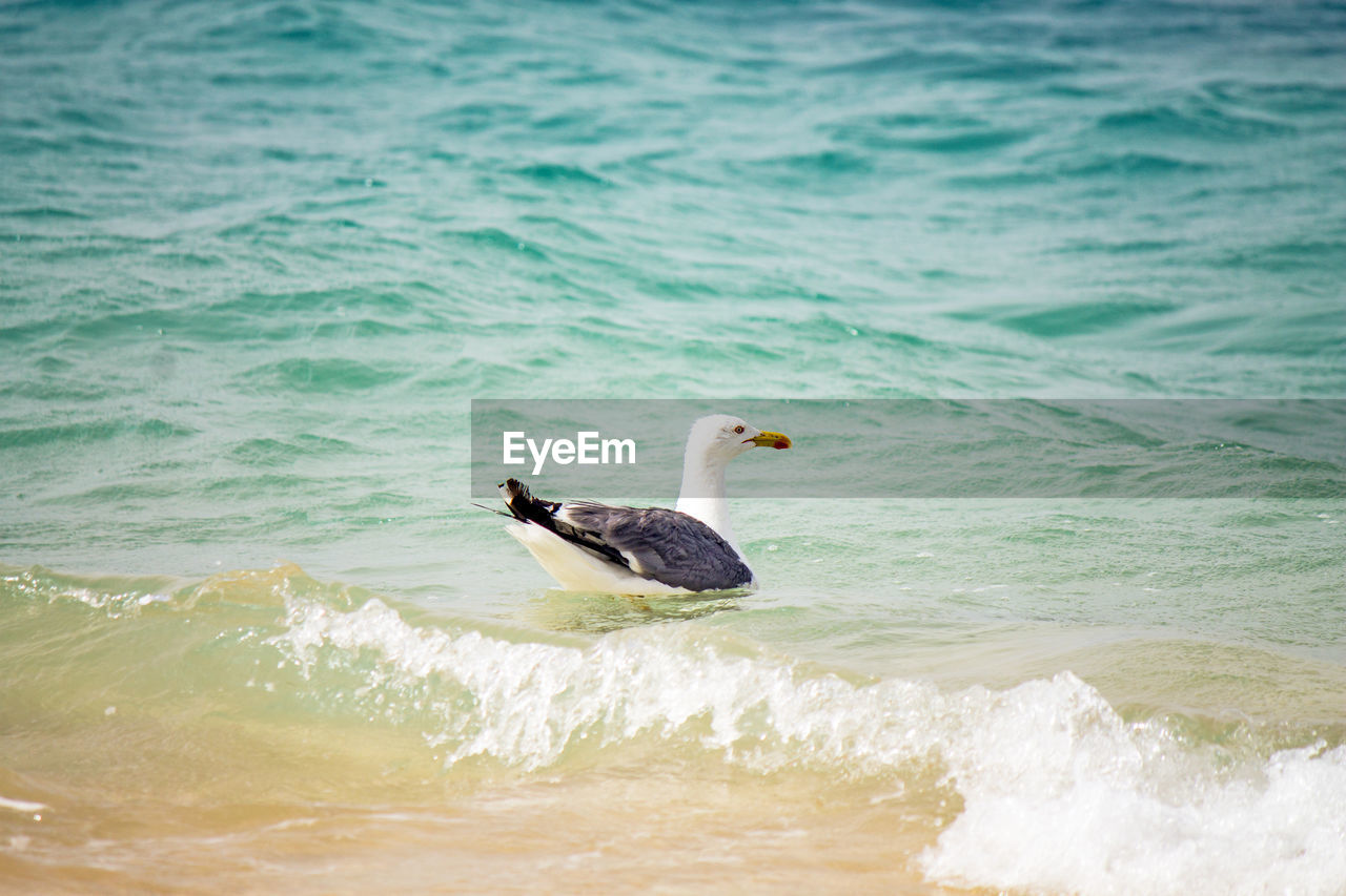 View of bird in the sea