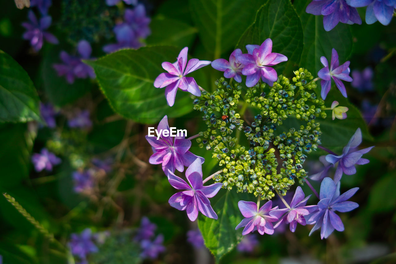 Close-up of purple flowering plants