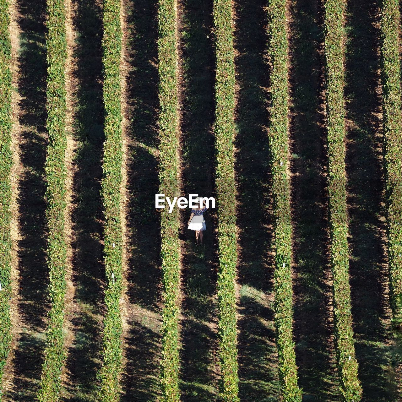 High angle view of woman by plants on field