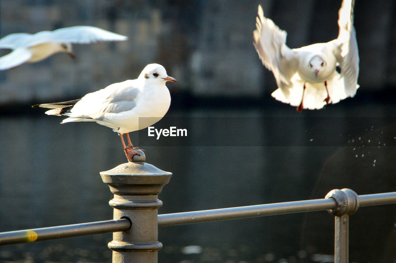 SEAGULL PERCHING ON RAILING AGAINST WATER