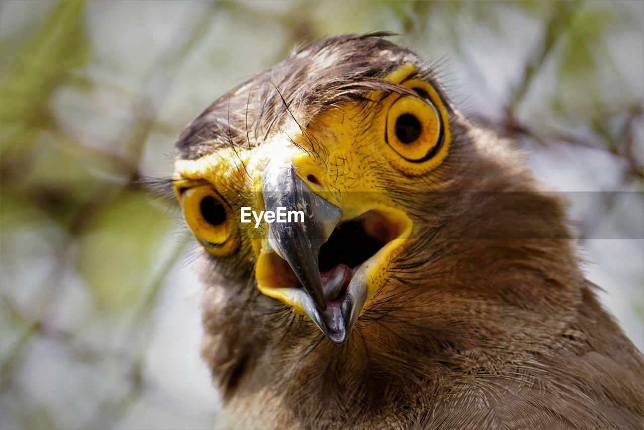 Close-up of black kites head