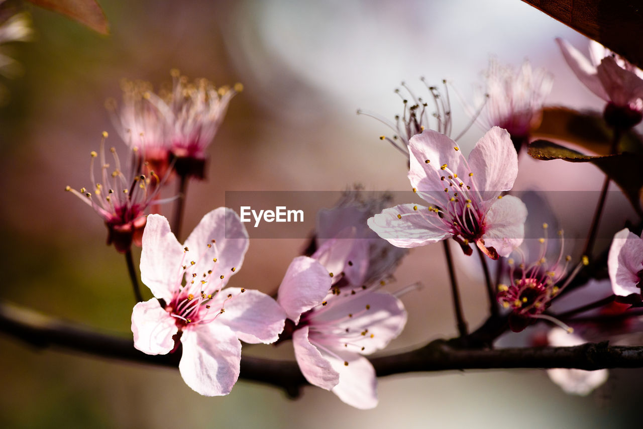 Close-up of pink flowers