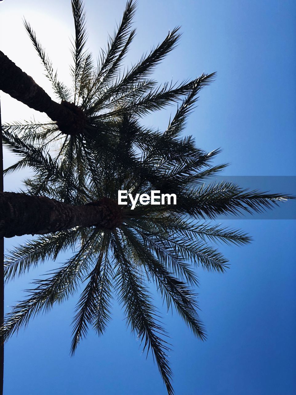 LOW ANGLE VIEW OF COCONUT PALM TREE AGAINST BLUE SKY