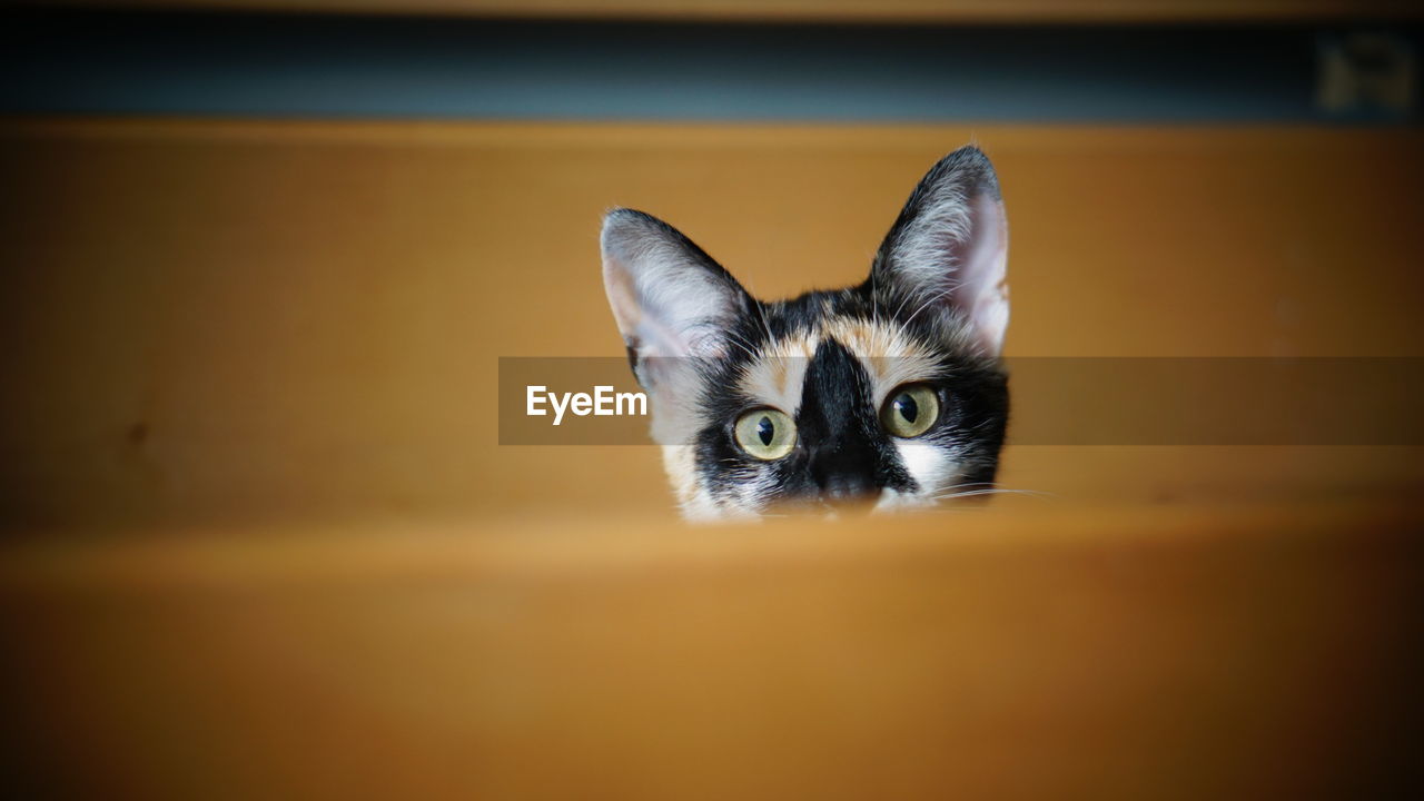 A calico cat/kitten head looking out of a wood box, playful, curious. 