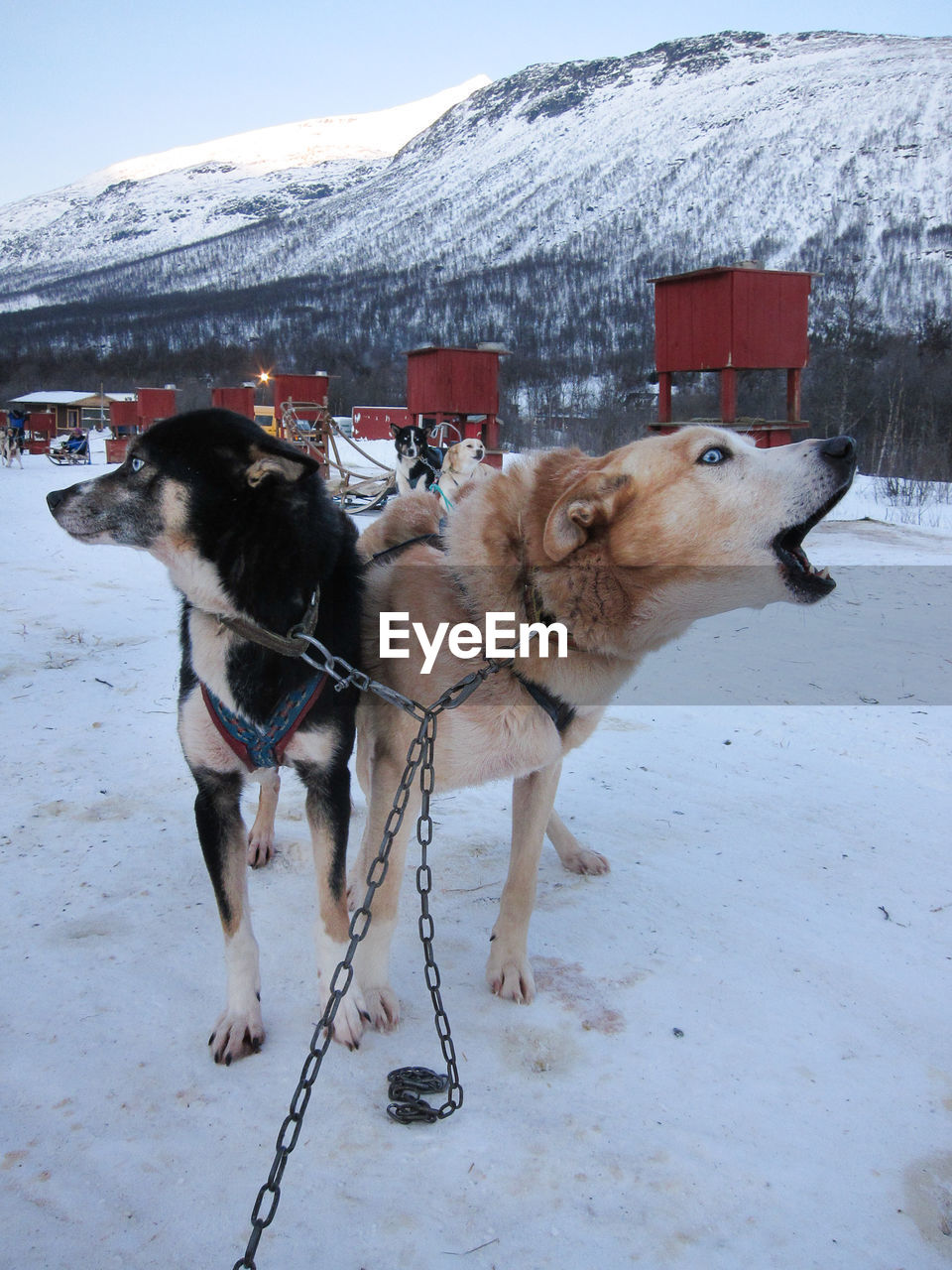 Close-up of howling huskies