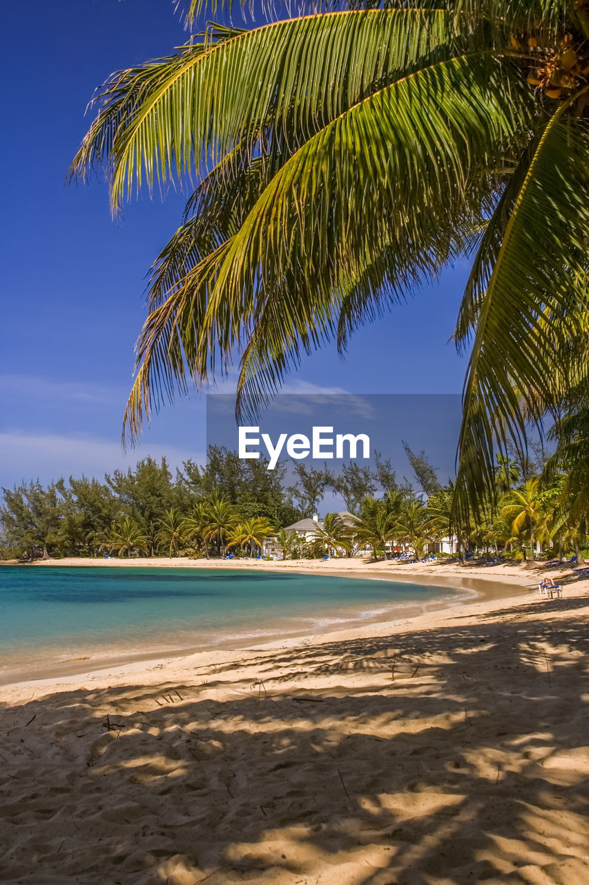 PALM TREE ON BEACH AGAINST SKY
