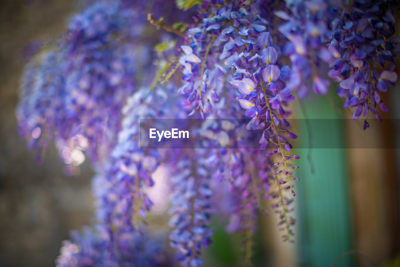 Close-up of purple flowering plant