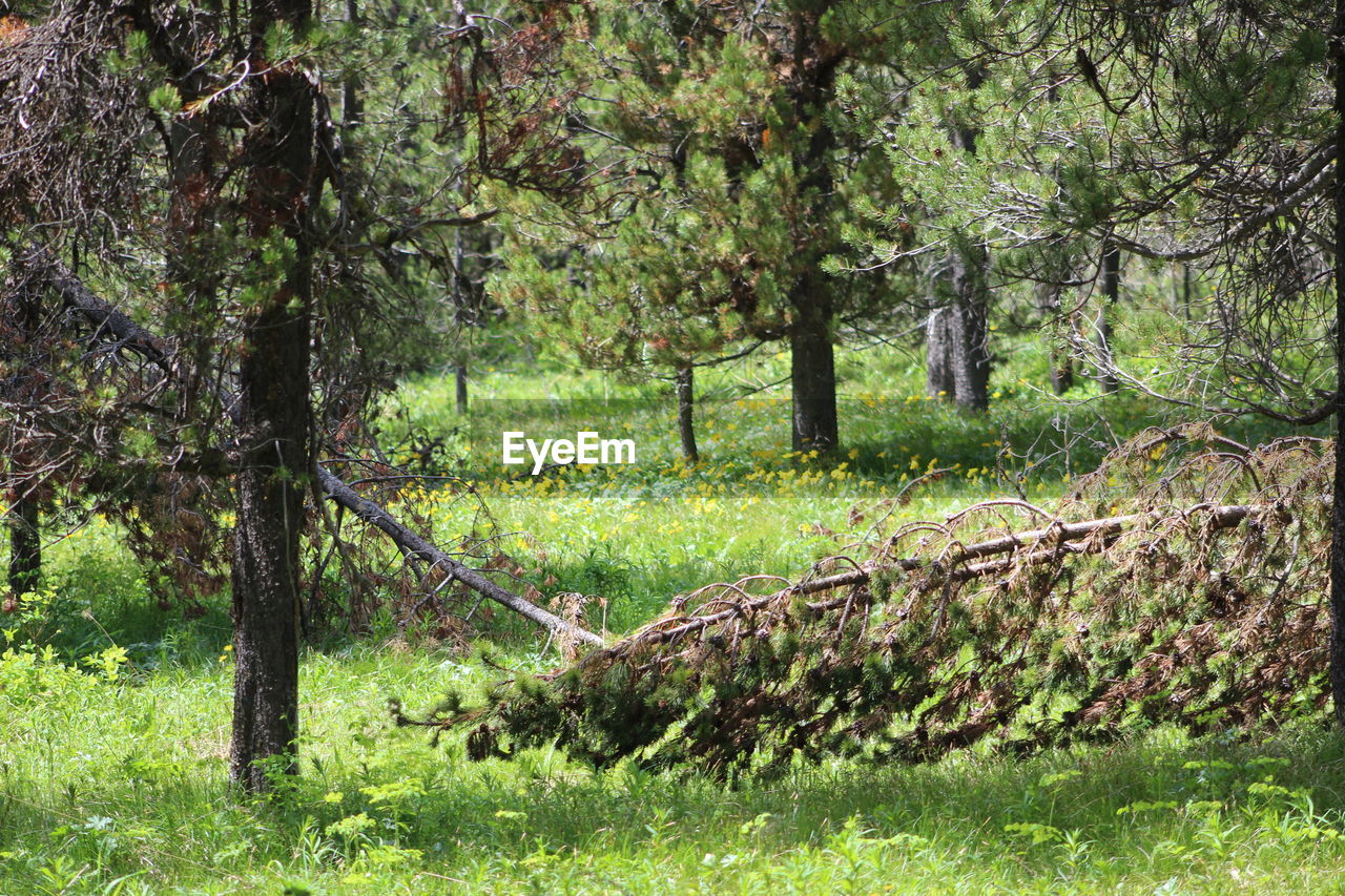 TREES ON LANDSCAPE