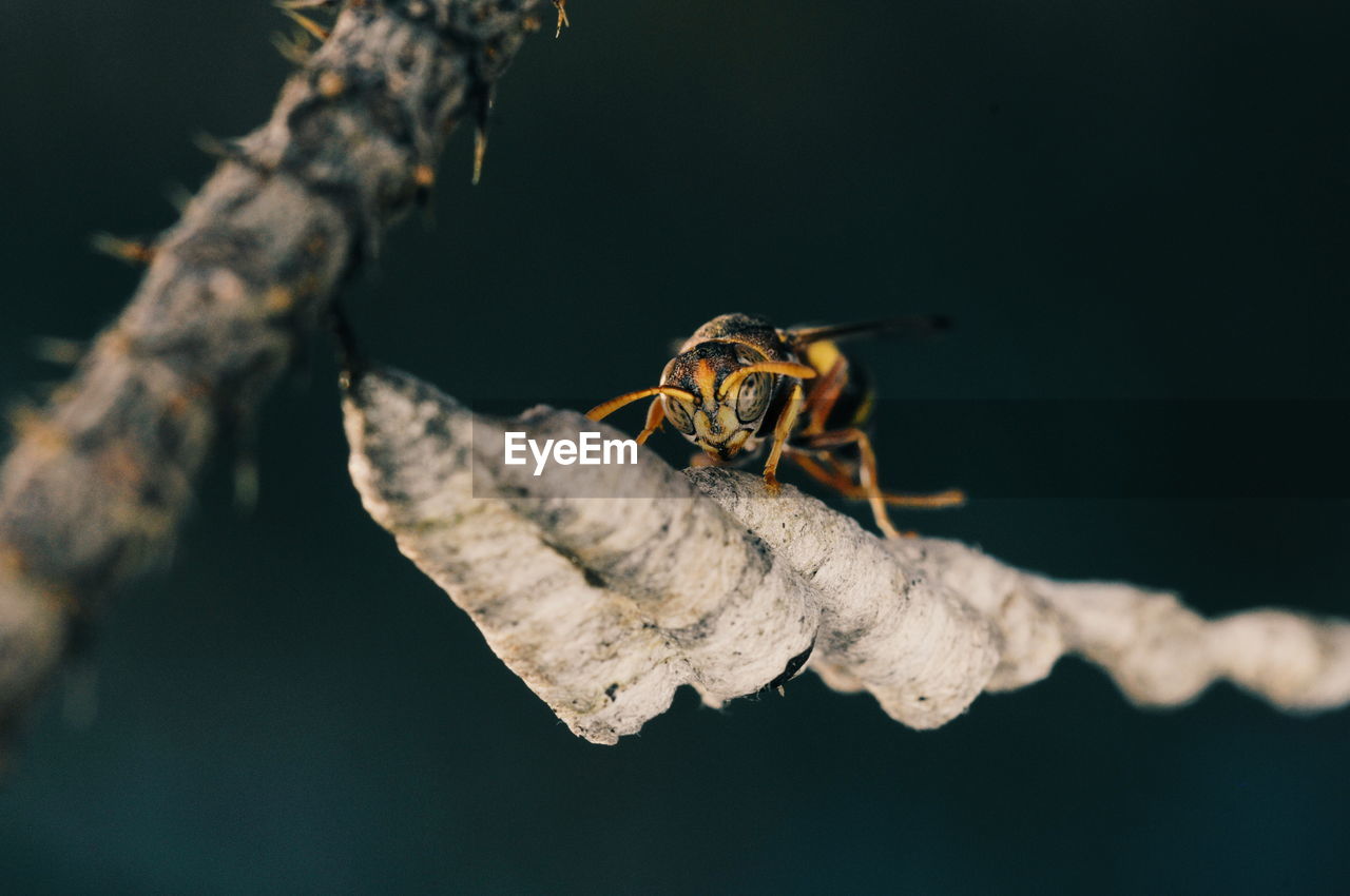 CLOSE-UP OF BEE ON LEAF AGAINST BLURRED BACKGROUND