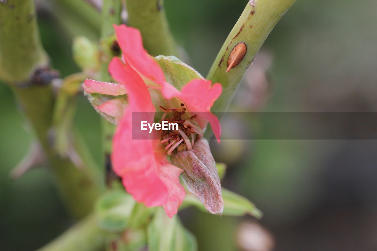 Close-up of flower against blurred background