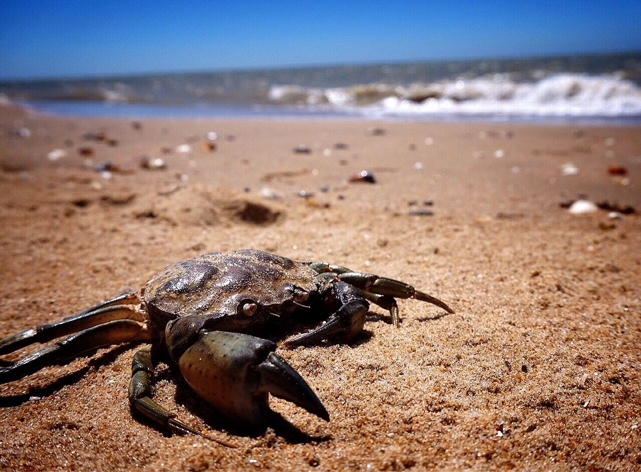 Close-up of crab on beach