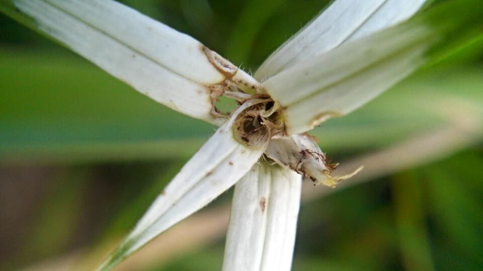 CLOSE-UP OF INSECT ON WHITE FLOWER