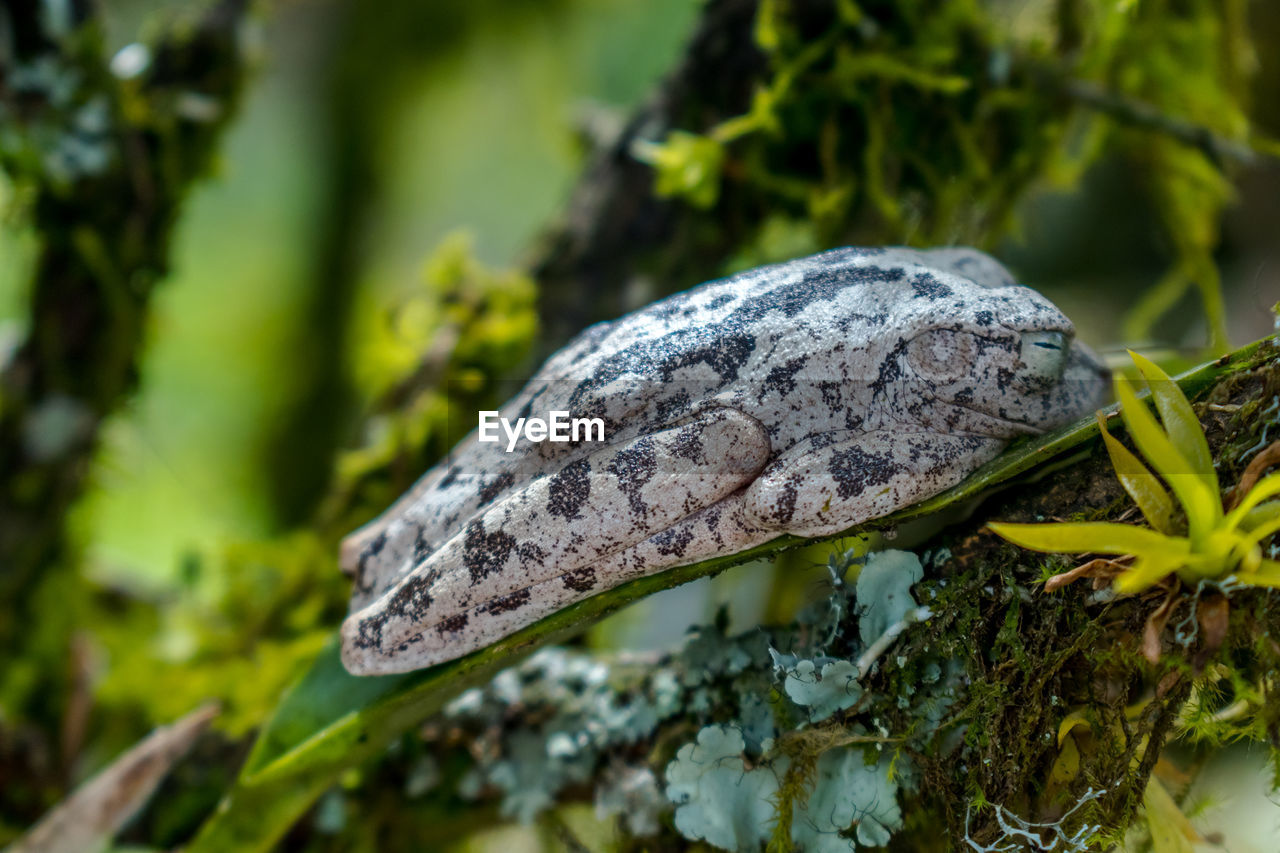 CLOSE-UP OF MUSHROOM GROWING ON MOSS