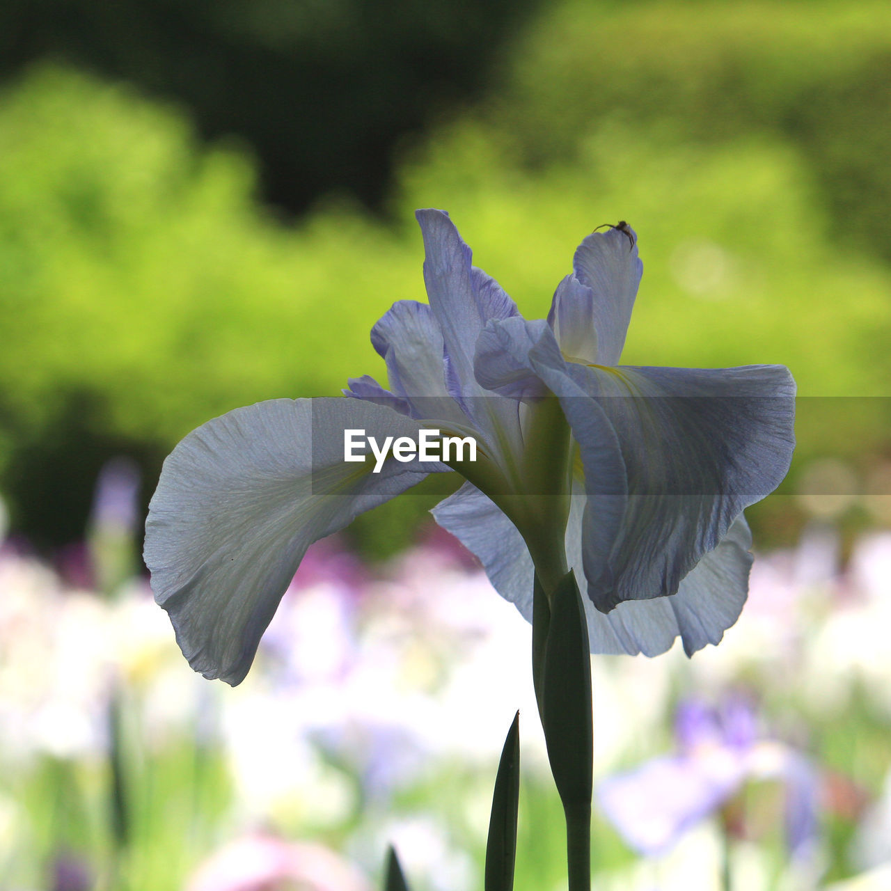 flower, flowering plant, plant, freshness, beauty in nature, close-up, fragility, petal, growth, nature, focus on foreground, flower head, inflorescence, iris, no people, purple, outdoors, springtime, day, blossom, plant part, leaf, selective focus, botany