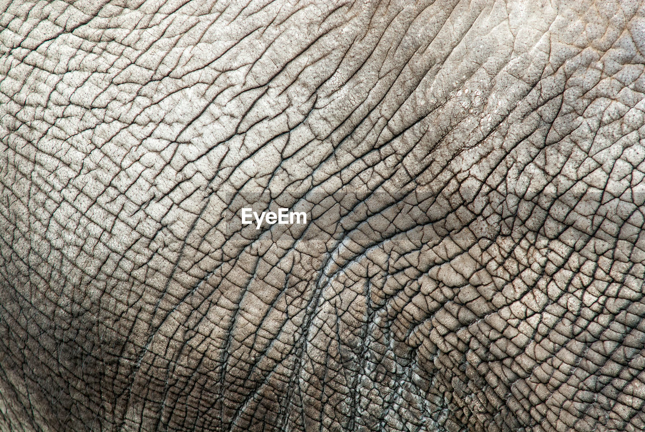 Full frame shot of elephant's skin