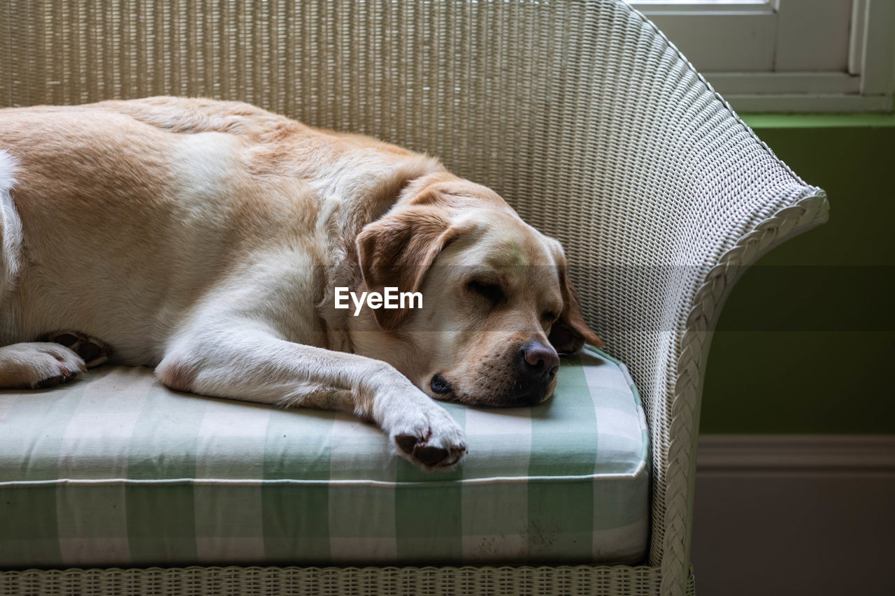 Portrait of dog relaxing on sofa at home