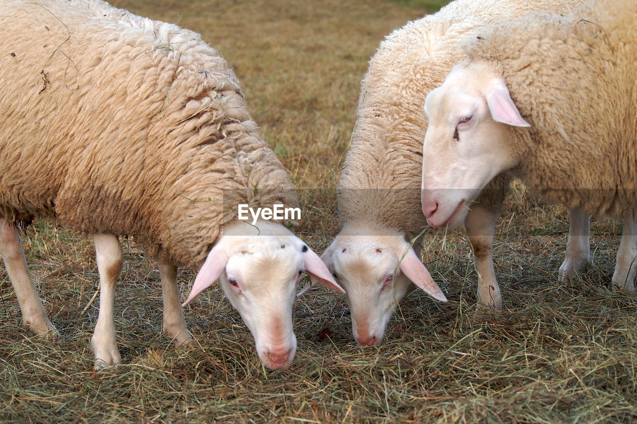 SHEEP GRAZING IN A FIELD