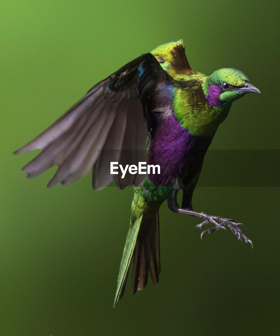 low angle view of bird perching on branch