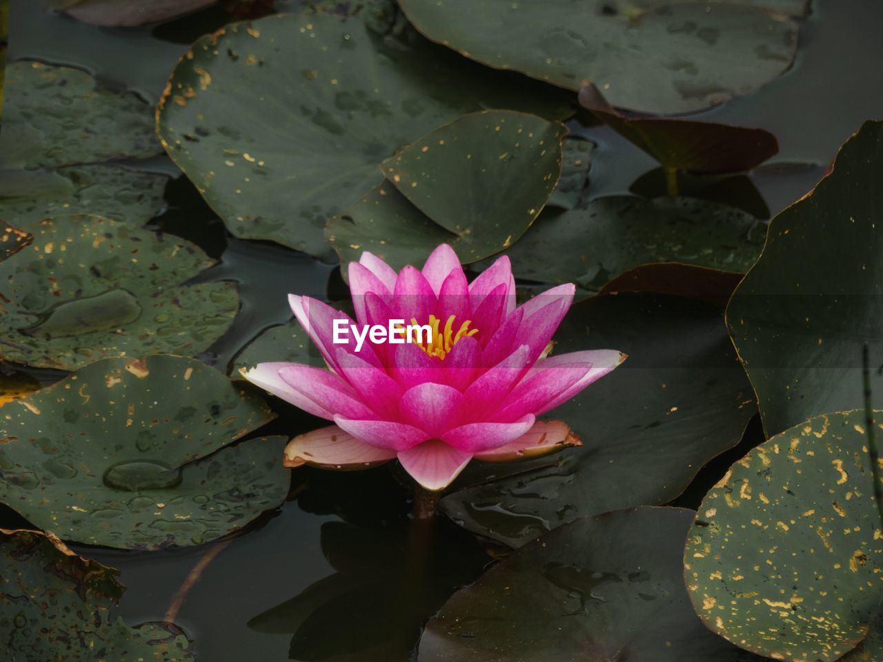 HIGH ANGLE VIEW OF WATER LILY IN POND