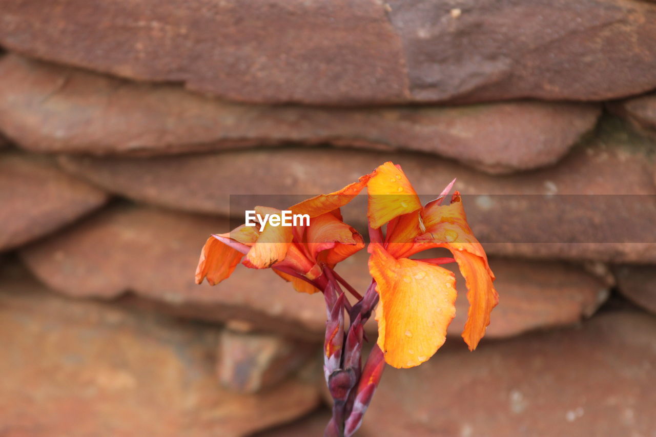 Close-up of orange rose on leaves