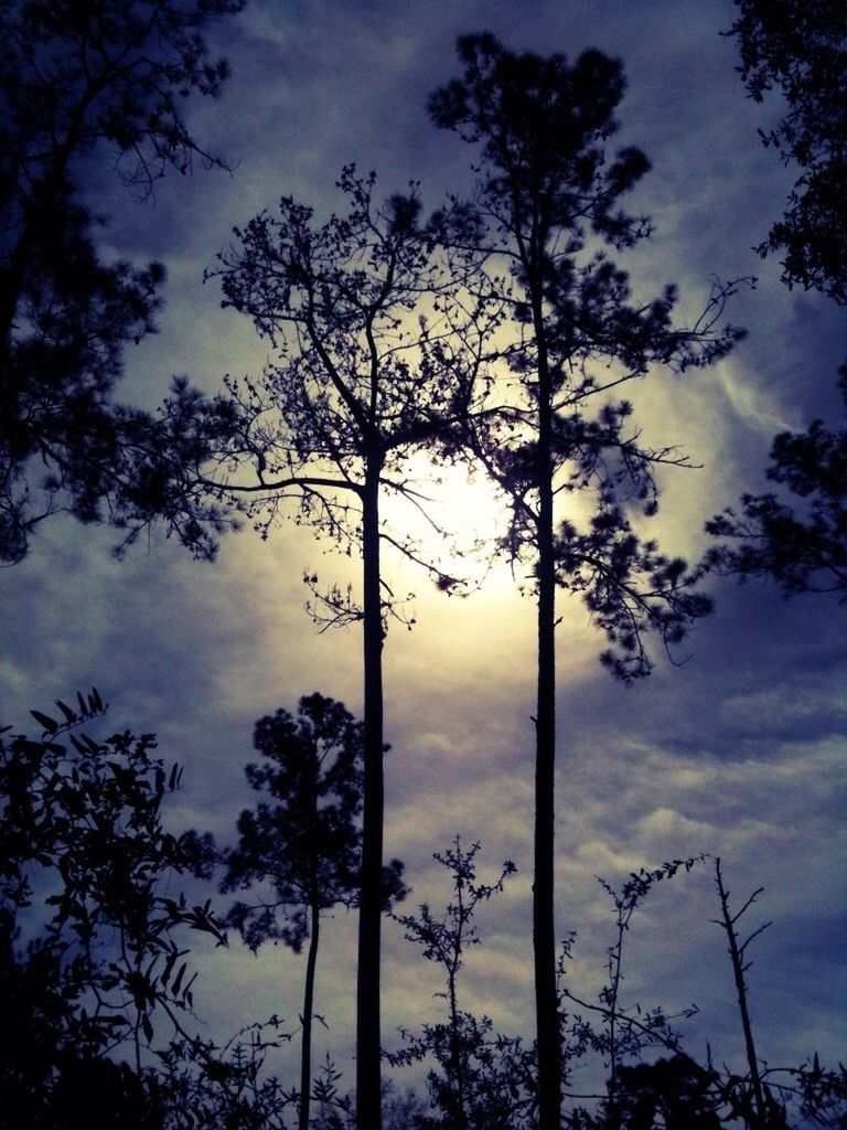 Low angle view of trees against cloudy sky